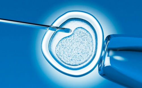 试管婴儿囊胚移植后胚胎为什么会停育？